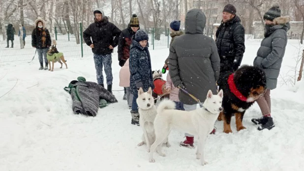 В парке "Изумрудный" Барнаула открылась первая в городе спроектированная площадка для выгула собак.