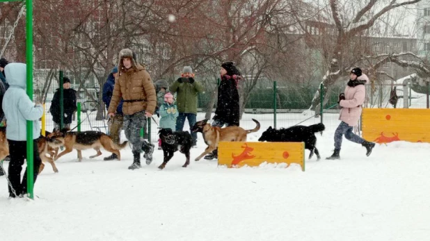 В парке "Изумрудный" Барнаула открылась первая в городе спроектированная площадка для выгула собак.