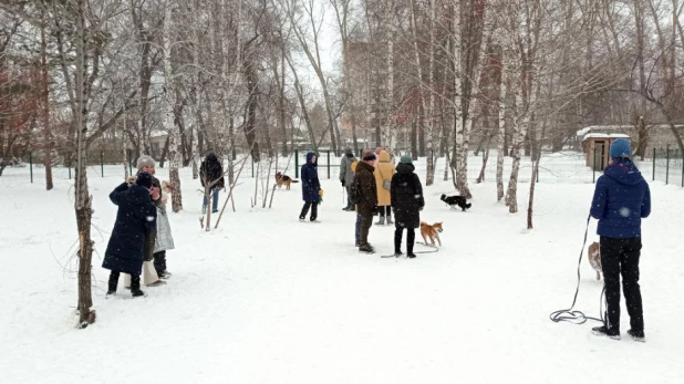 В парке "Изумрудный" Барнаула открылась первая в городе спроектированная площадка для выгула собак.