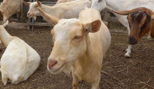 Ученые АГАУ изучили эффективность применения биопрепаратов в овцеводстве и козоводстве.