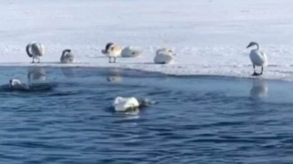 Лебеди в Бийске. 