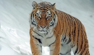 Амба - дух тайги. Амурский тигр, самый крупный подвид.