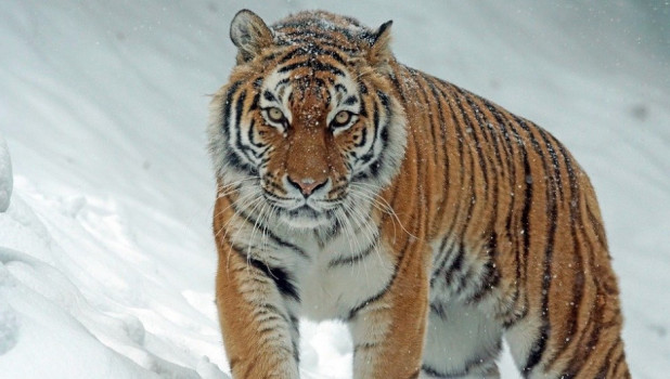 Амба - дух тайги. Амурский тигр, самый крупный подвид.