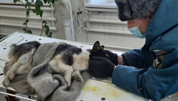 Сотрудники МЧС спасли собаку в Алтайском крае.