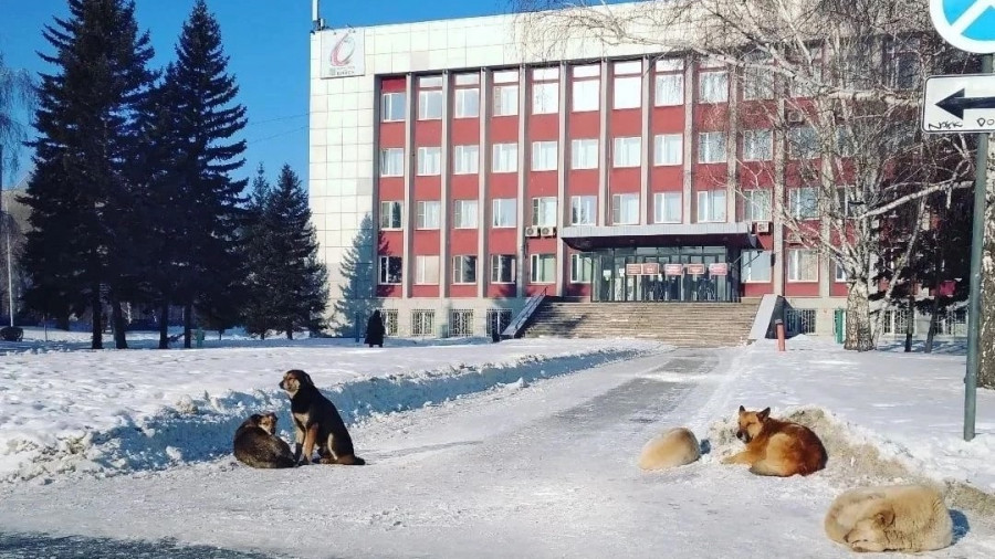 Бездомные собаки в Бийске.