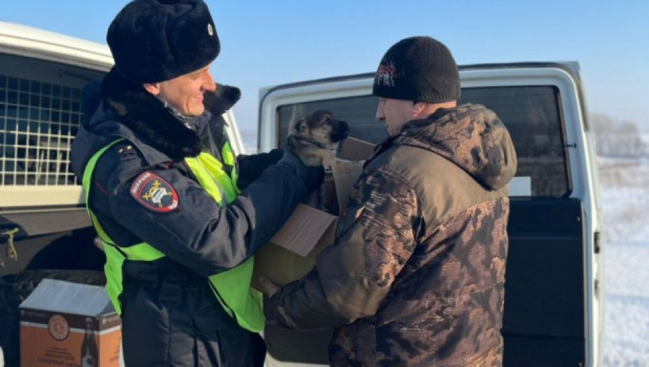 Сотрудники ДПС на Алтае спасли замерзших щенят и пристроили их в добрые руки