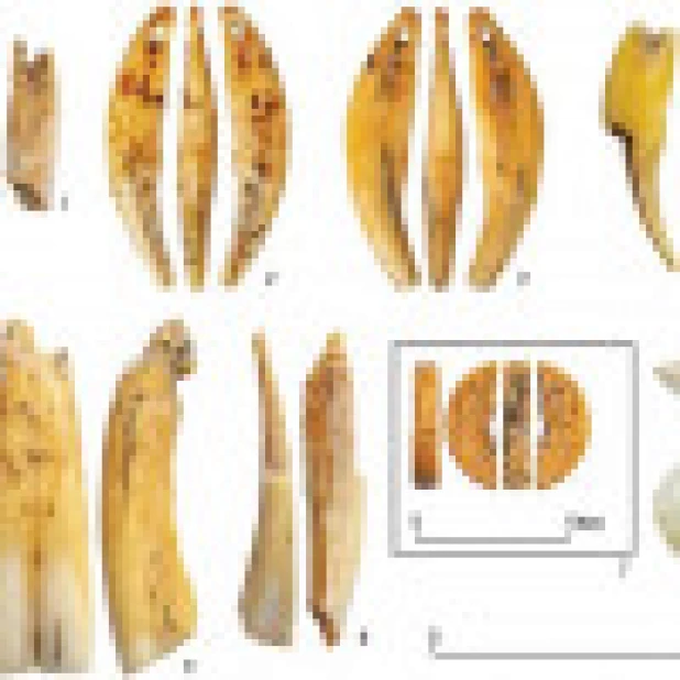 1–6 – подвески из зубов млекопитающих, 7 – плоская костяная бусина, 8 – подвеска из раковины моллюска.
