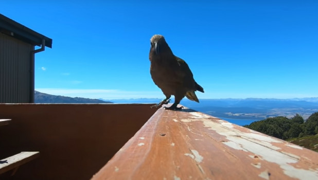 Попугай украл GoPro.