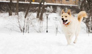 Зима, снег и радостная собака.