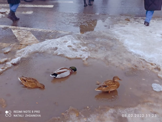 Утки в луже из растаявшего снега в Санкт-Петербурге.