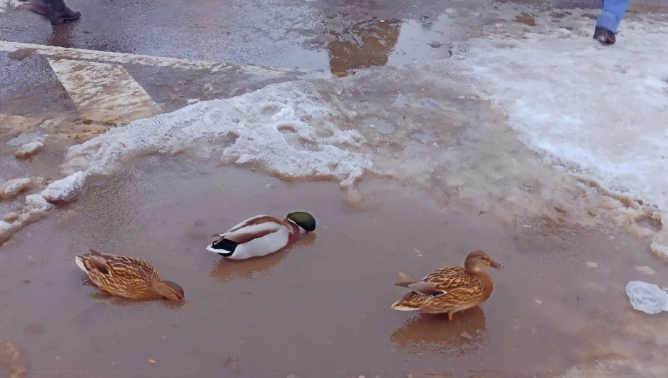 Утки в луже из растаявшего снега в Санкт-Петербурге.