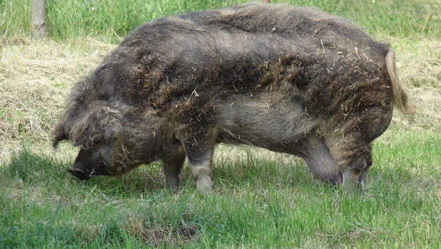 Кудрявая мангалица.