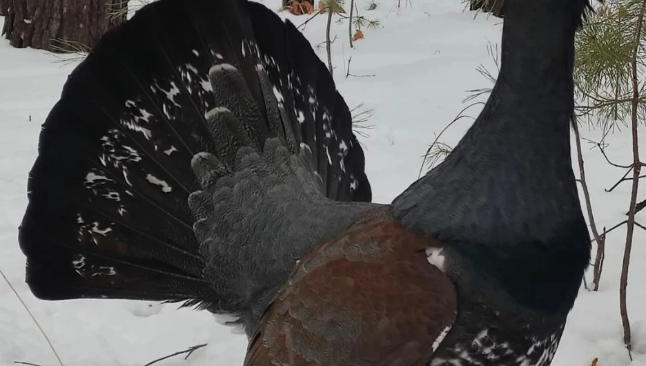 Житель Алтая встретил глухаря в Обском заказнике.