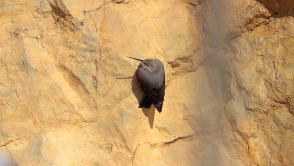 Краснокрылый стенолаз. Птицу впервые заметили в Алтайском крае.