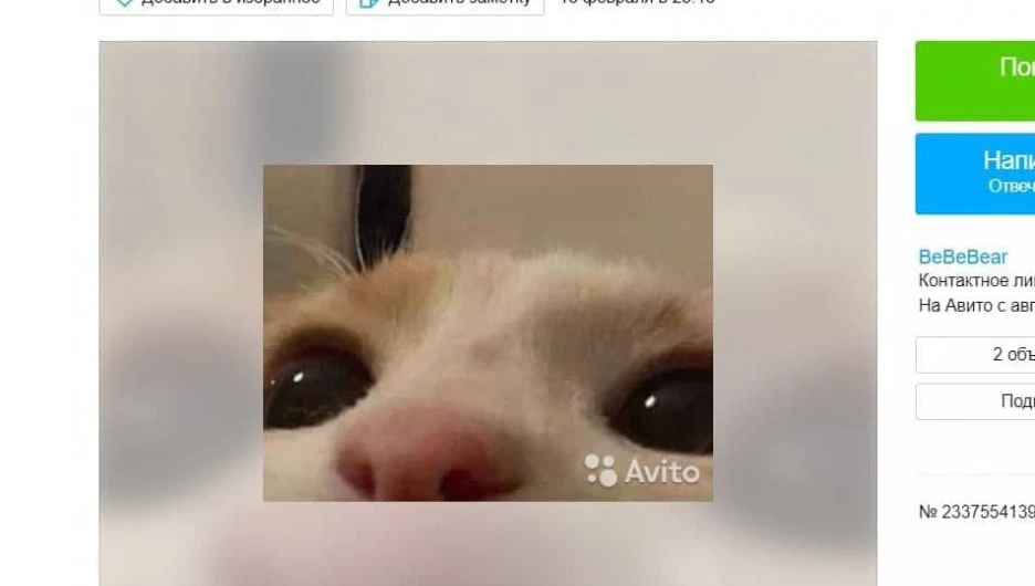 Предложение с ежедневной рассылкой фотографий котиков.