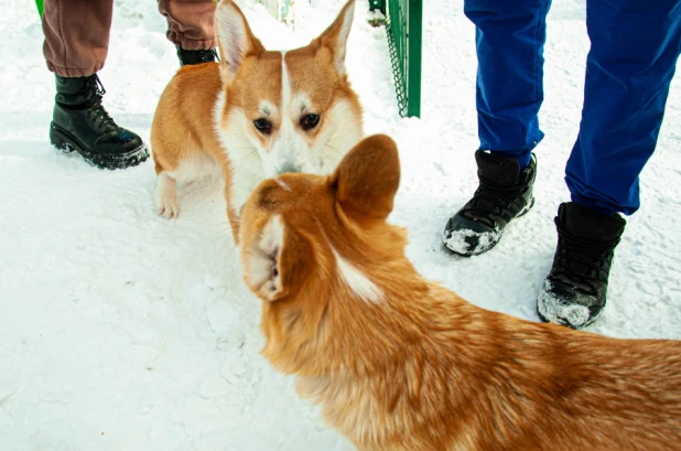 "Корги туса" в Барнауле. 