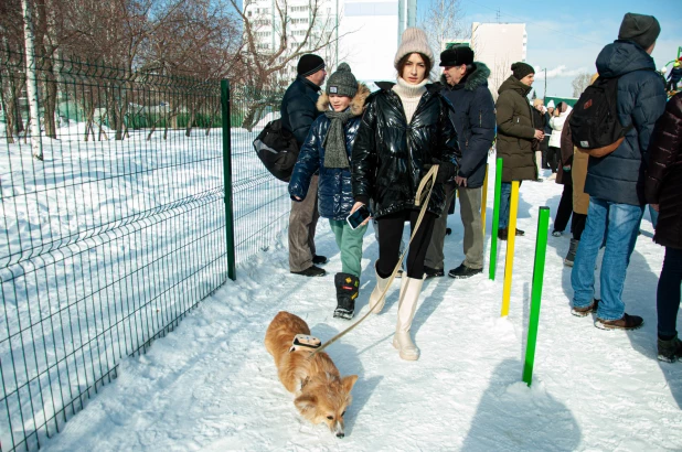 "Корги туса" в Барнауле. 