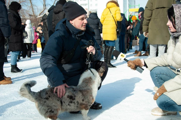 "Корги туса" в Барнауле. 