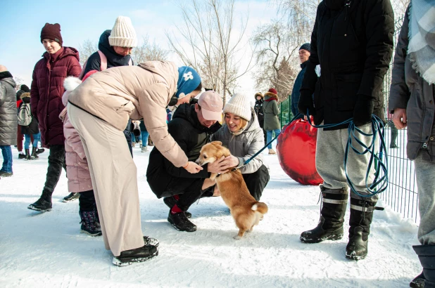 "Корги туса" в Барнауле. 