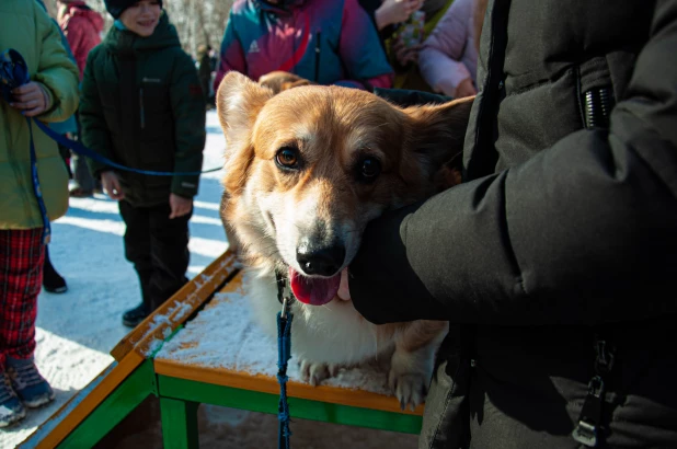 "Корги туса" в Барнауле. 