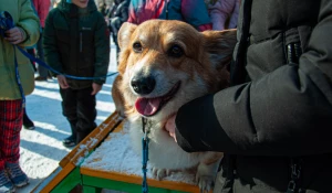 "Корги туса" в Барнауле. 