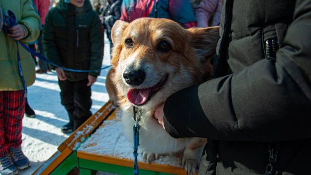 "Корги туса" в Барнауле. 