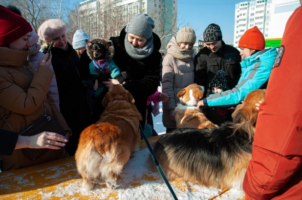 "Корги туса" в Барнауле. 