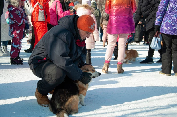 "Корги туса" в Барнауле. 