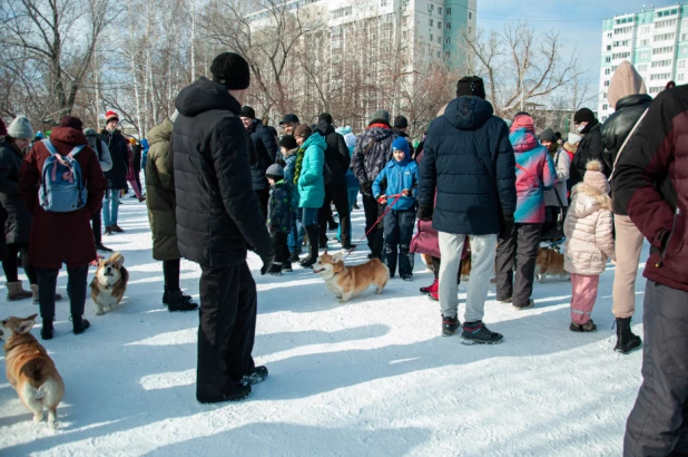 "Корги туса" в Барнауле. 