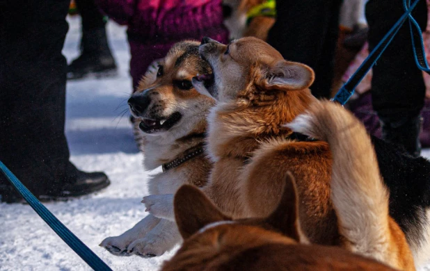 "Корги туса" в Барнауле. 