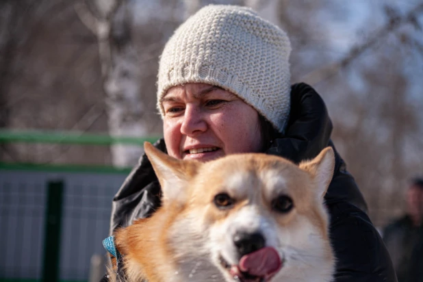 "Корги туса" в Барнауле. 