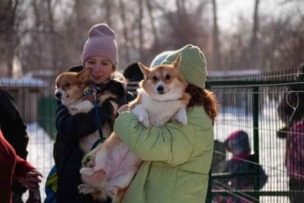 "Корги туса" в Барнауле. 