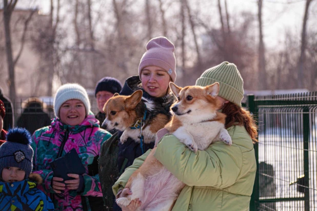 "Корги туса" в Барнауле. 