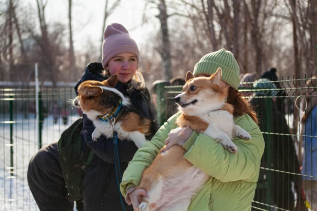 "Корги туса" в Барнауле. 