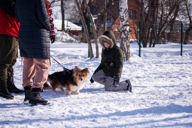 "Корги туса" в Барнауле. 