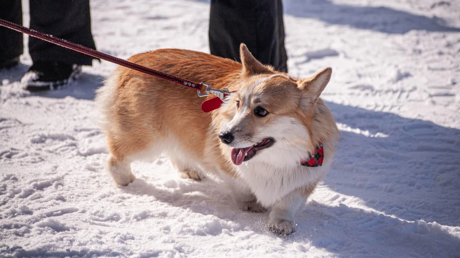 "Корги туса" в Барнауле. 