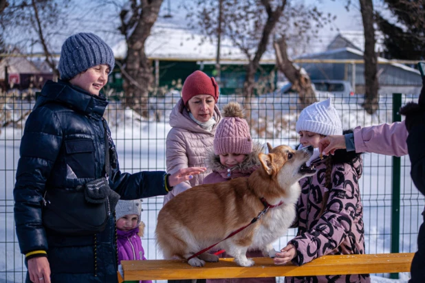 "Корги туса" в Барнауле. 