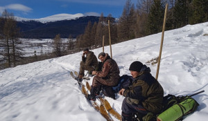 В Алтайском заповеднике прошёл зимний учёт животных в местах зимовок копытных