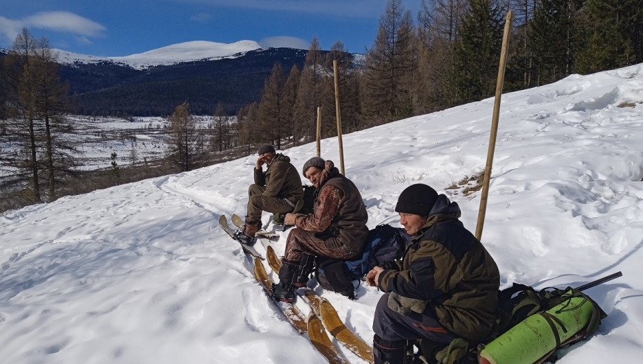 В Алтайском заповеднике прошёл зимний учёт животных в местах зимовок копытных