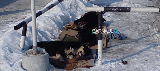 Собаки напали на ребенка в Барнауле.