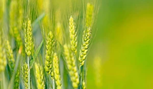 Колоски, поле