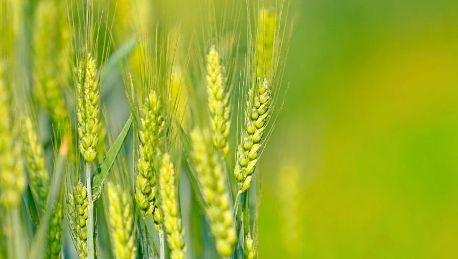 Колоски, поле