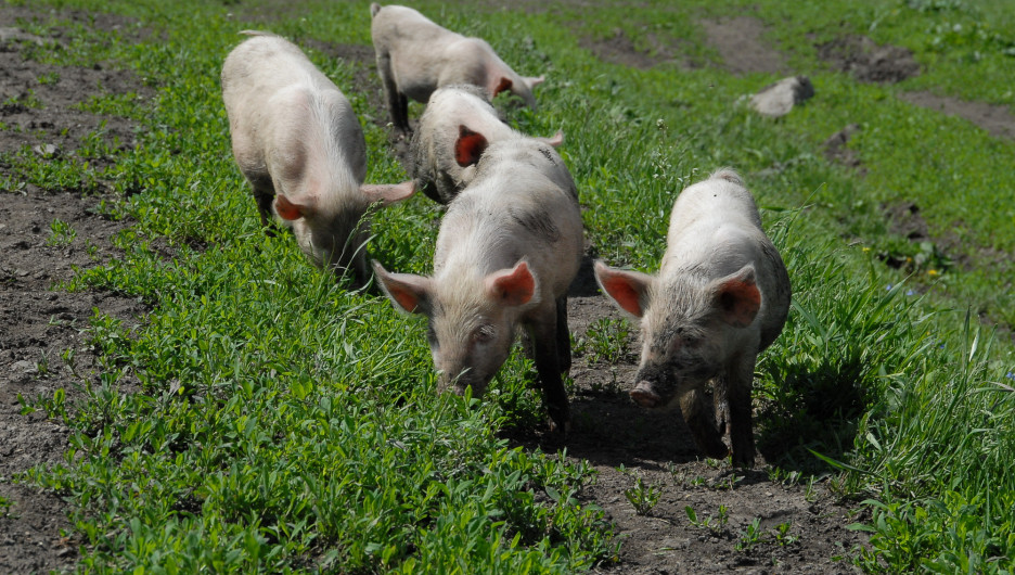 На Алтае в колбасе нашли ДНК вируса африканской чумы свиней