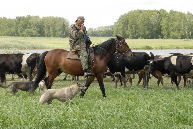 Коровы и пастух. 