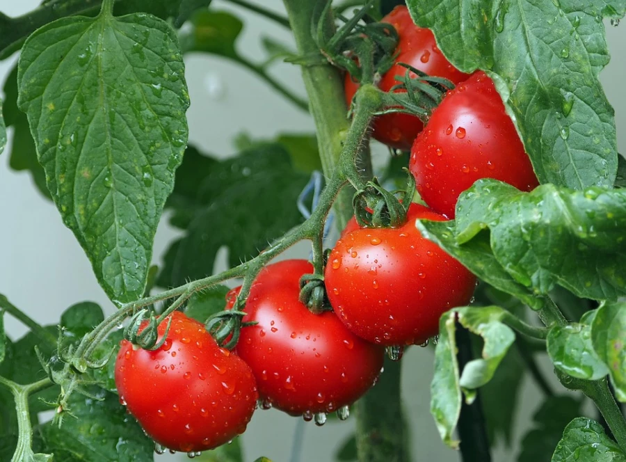 Овощи, продукты, урожай. Овощи, продукты, урожай.
