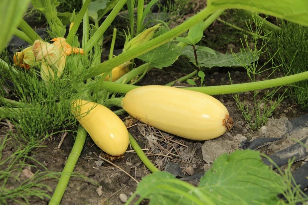 Кабачки, урожай, овощи, продукты.