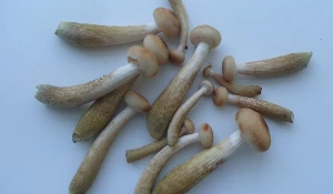 Лечебные грибы