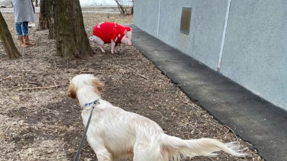 Свинья в красном свитере в Москве.