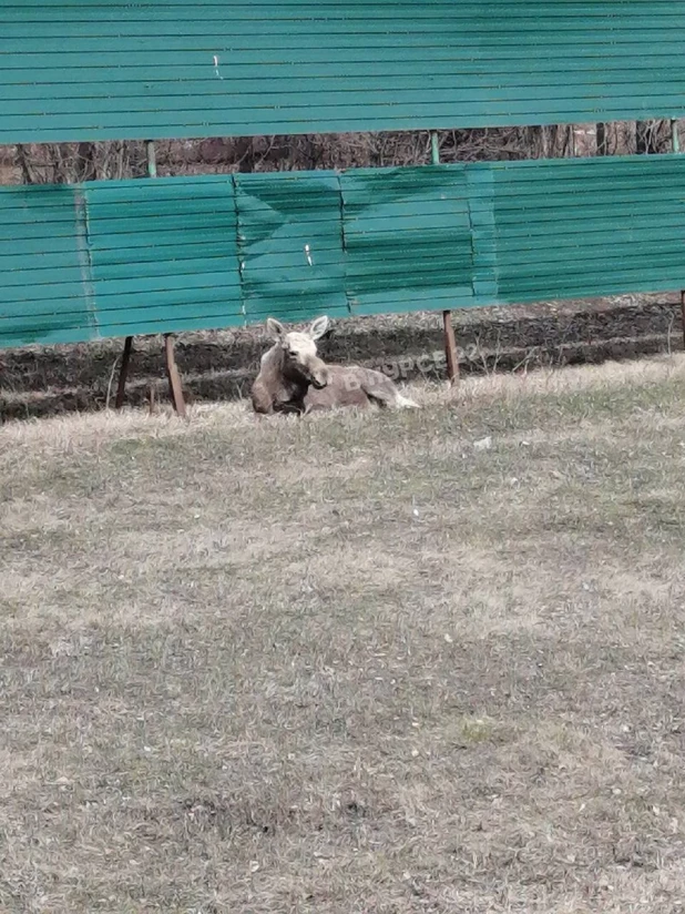 Лосенок сломал ногу на дороге в Барнауле.