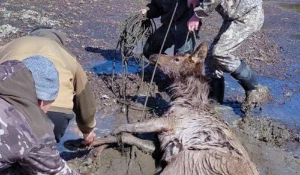 На Телецком озере спасли марала